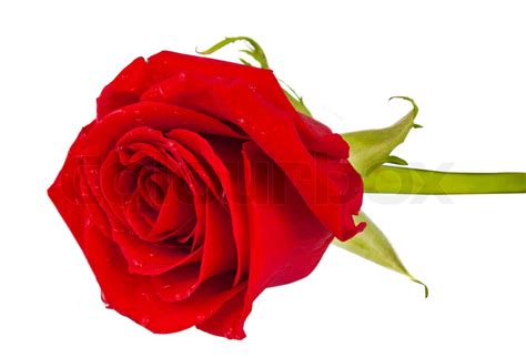 Red Rose Isolated Stock Image Colourbox