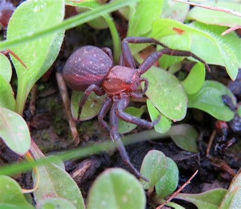 Possible Xysticus Bifasciatus Female Wyre Forest Worces Flickr