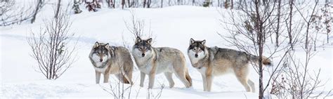 How Successful Was The Yellowstone Wolf Reintroduction