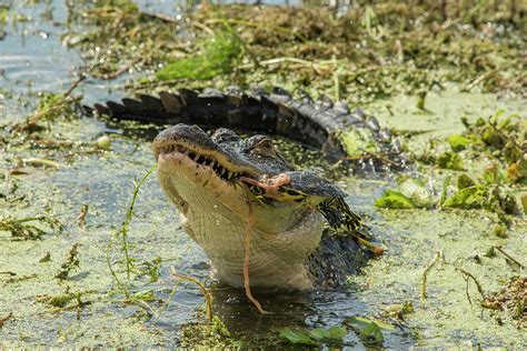 Alligator Eating Turtle Photograph By Carolyn Hutchins