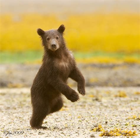 Baby Bear Dancing Just Returned From Katmai Which Is Part Flickr