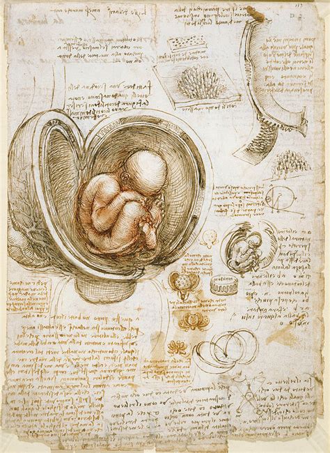 Studies Of The Fetus In The Womb Drawing By Leonardo Da Vinci Pixels