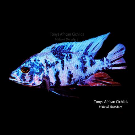 PAIR HALF COLOURED SEXED - Sciaenochromis fryeri OB "Blue ...