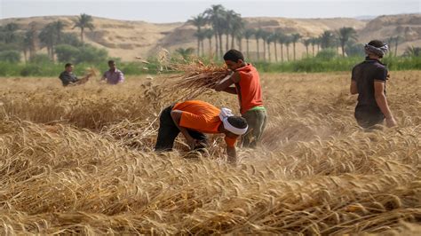 سعر أردب القمح في مصر اليوم