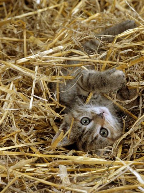 Domestic Cat Tabby Farm Kitten Playing In Straw Photographic Print
