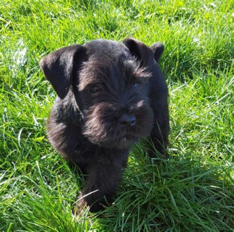What do people love about miniature schnauzer puppies? AKC Black Mini Schnauzer Puppy for Sale in Bonney Lake ...