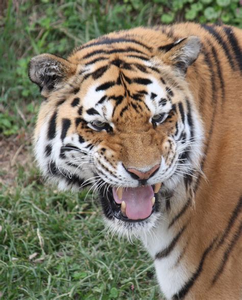 Fileamur Siberian Tiger 001 Wikimedia Commons