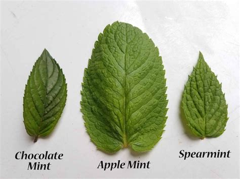 Top 16 What Do Mint Leaves Look Like