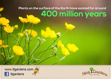 7 Fun Facts About Plants Kulturaupice