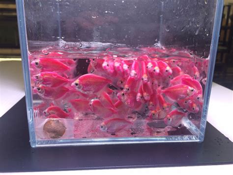 Glofish Babies