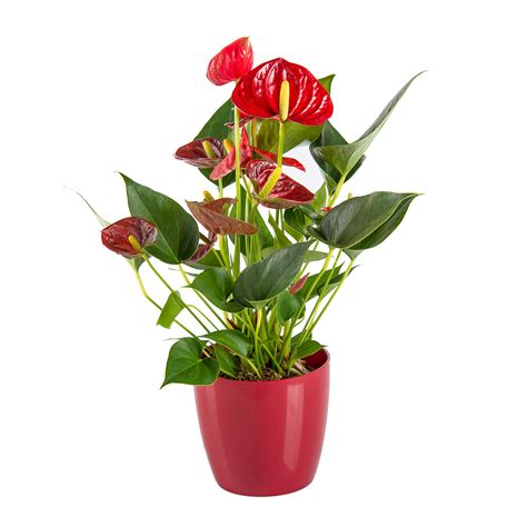 Urban jungle is the florist canberra turns to for all its fresh flower and indoor plant needs. Red Anthurium in Flower Pot - Delivery in Netherlands by ...