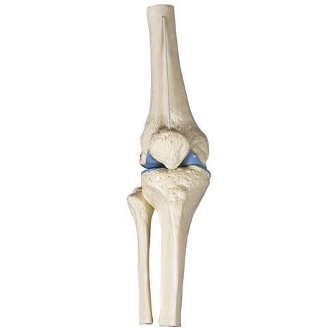 Structure, ligaments, bursae, movements & clinical anatomy of the knee joint. Anatomical Model- Mini Knee Joint