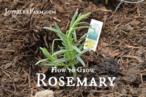 how to grow rosemary joybilee® farm diy herbs gardening