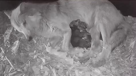 Newborn Wolf Pups Hugging It Out Youtube