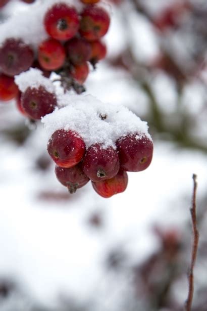 Snow Covered On An Apple Free Stock Photo Public Domain Pictures
