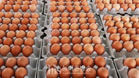 광주전남 살충제 계란 농가 6곳 적발 대부분 친환경인증 농장 충격