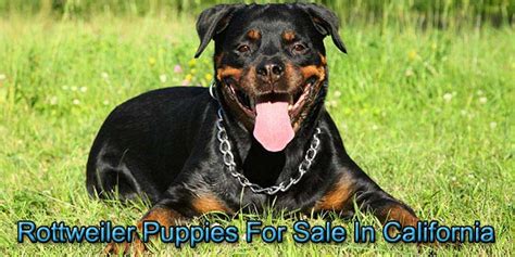 Most rottweiler litters are fully reserved shortly after birth so an early reservation is needed to select the perfect rottweiler puppy for your home. Rottweiler Puppies For Sale In California