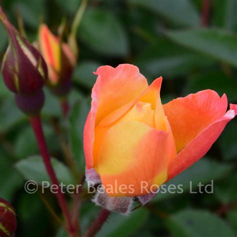 Bella Rosa Patio Standard Rose Peter Beales Roses The World