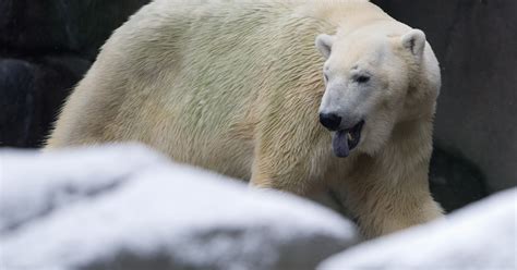 Conservation Body Rejects Polar Bear Trade Ban