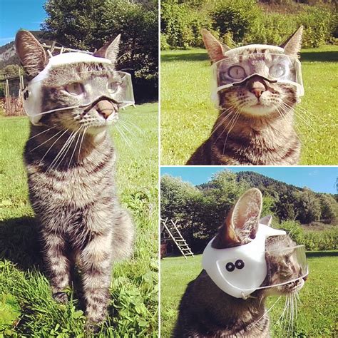 Photoshop Battles Psbattle Cat Wearing Custom Made Visor