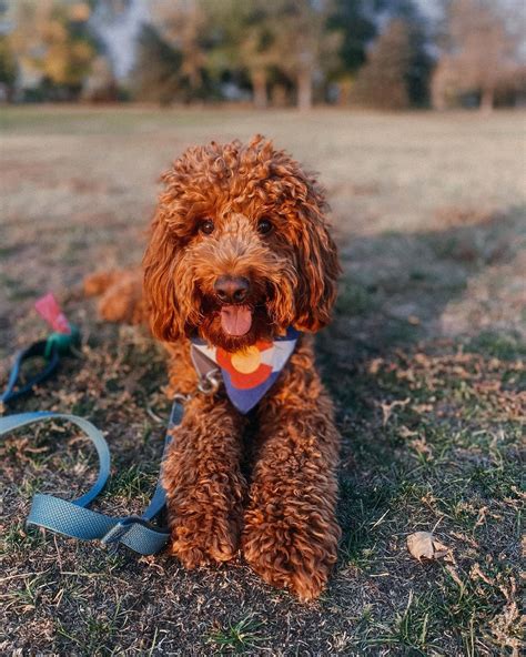 Irish Doodle Irish Setter And Poodle The Dogman