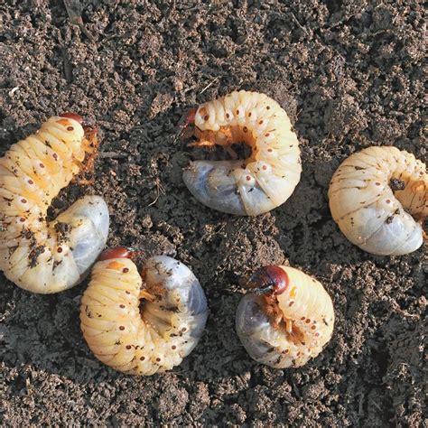 How To Tell If You Have A Grub Problem Green Lawn Fertilizing