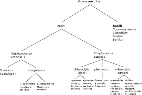 Gram Positive Bacteria Wikipedia