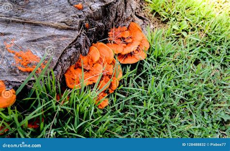 Orange Mushroom Growth On Wood Pycnoporus Cinnabarinus Also Kn Stock 297