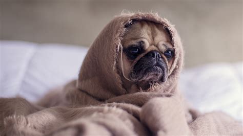 Funny Dog Puppy Wrapped In Blanket 4k Wallpaper Hd Wallpapers