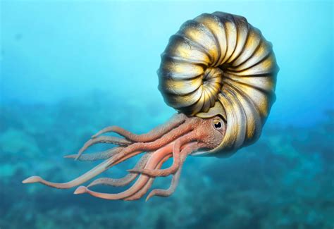 Do Jellyfish Extinct Marine Animals