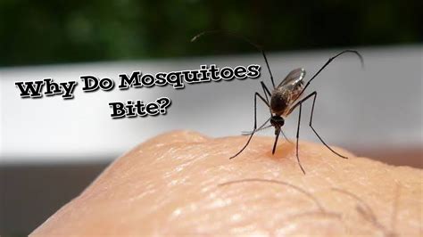 Why Do Mosquitoes Bite World Info