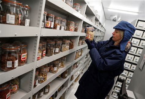 Seeds of recalcitrant species cannot be stored in seed banks. Advantage Of Storing Seeds In Seed Banks : Diy Seed Vault Save Seed For 10 Years ...