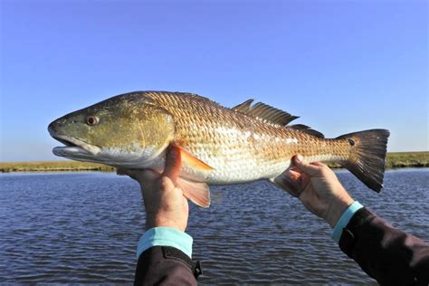 How To Fish For Redfish In Texas The Complete Guide Updated 2023