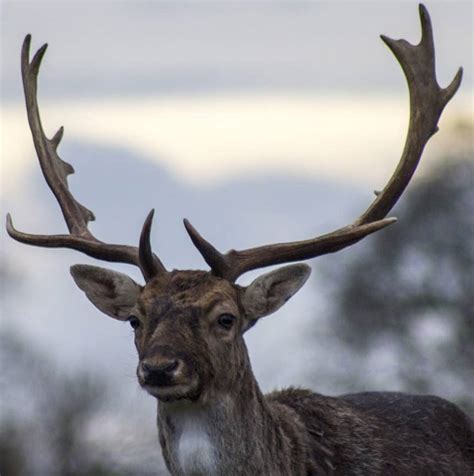 Do Female Deer Have Antlers North American Nature