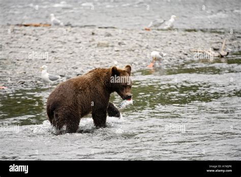Grizzly Bear Catches A Salmon At The Russian River Kenai Peninsula Chugach National Forest