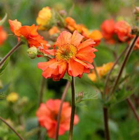 Geum Lady Clementine Perennials And Bulbs