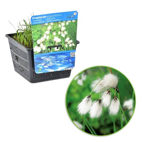 Buy Pond Plants Now Common Cottongrass Eriophorum Angustifolium White