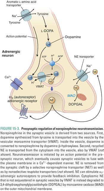 Pharmacology Of Serotonergic And Central Adrenergic Neurotransmission