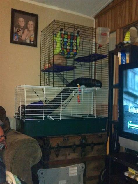 Create a litter box area for your ferrets that is outside their main cage! diy ferret cages - Google Search | Ferret cage, Ferret, Pet 101