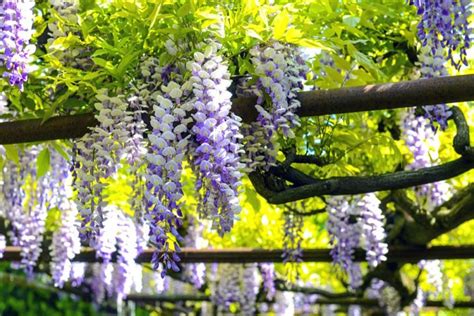 How To Grow And Prune Wisteria