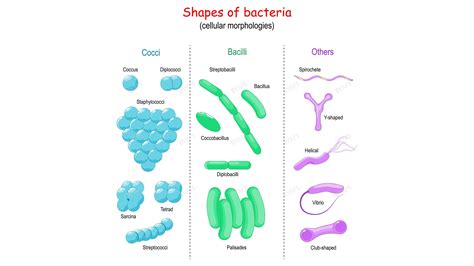 What Are 4 Types Of Bacteria