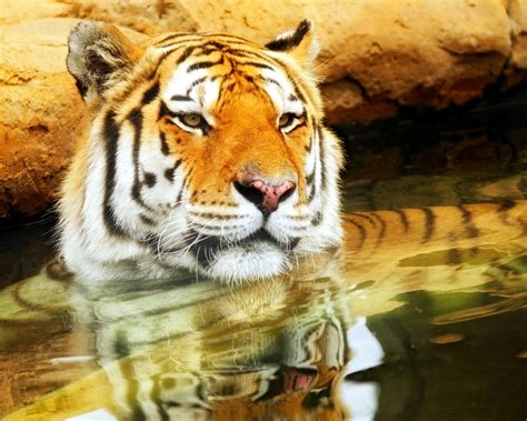 Cute Young Tiger 1280 X 1024 Wallpaper