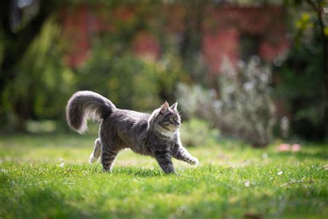 Running Cat Stock Photo Download Image Now Istock