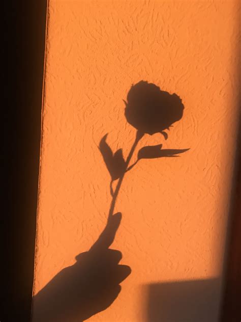 A Shadow Of A Single Flower On A Wall