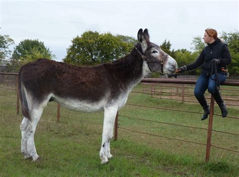 10 Types Of Donkey Breeds With Pictures Pet Keen