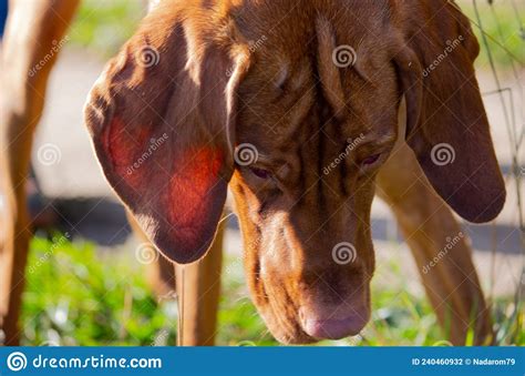Hungarian Hound Hungarian Vizsla Big Head Dog Sniffing Grass Stock