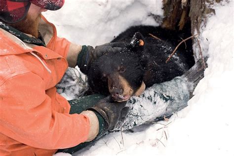 Tracking Maine Black Bears Photographs New England Today