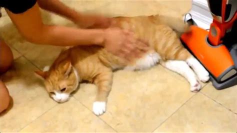 Cat Loves Massage Youtube