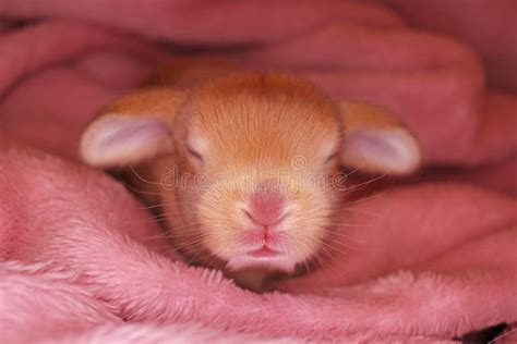 Bunny Rabbit Newborn Lop Kit 1 Day Old Baby Bunnies New Born Pets Stock
