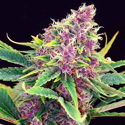 Purple Kush Buy Cannabis Seeds From Kannabia